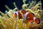 I found Nemo by DaugaardDK from Flickr