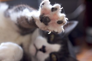 declawing_cats