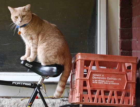 This is not my cat.