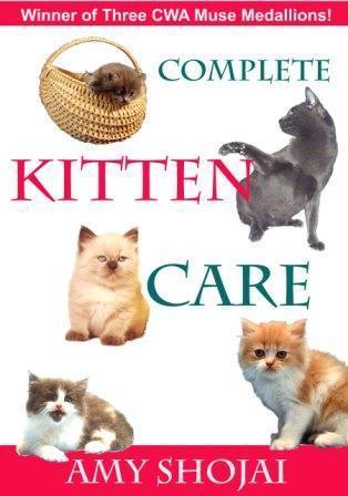 All the kitten must-knows!