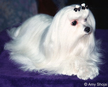 Maltese
