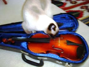 Seren-Violin