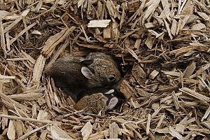 English: Rabbit nest found in playground wood ...