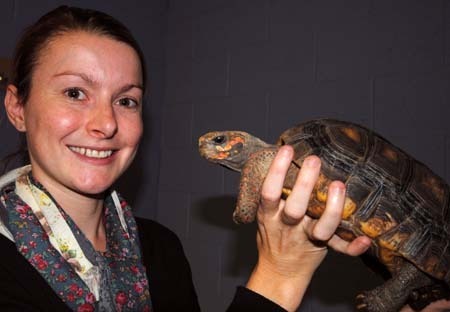 AnnaWilkinson-tortoise2