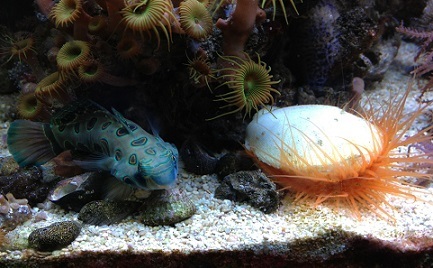 13H Flappy and scallop