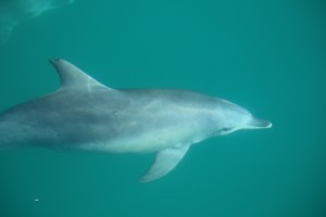 Dolphin