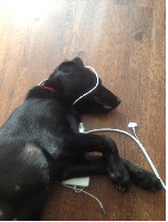 puppy!