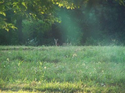 Post image for Deer Camp 2012 Closed?