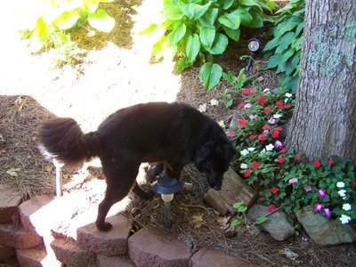 Post image for Old Dog, New Tricks