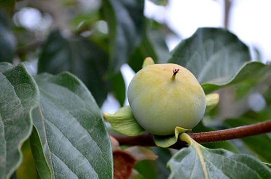 Asian persimmon fruit ripening