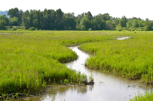 Oaks Bottom Wildlife Refuge: habitat in the city