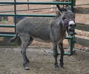Here's a great shot of a mini donkey doing his equivalent of a whinny. At 3 ft tall, this is the loudest animal on the farm. Seriously. Photo by Cheri Steele of One Oak Farm.