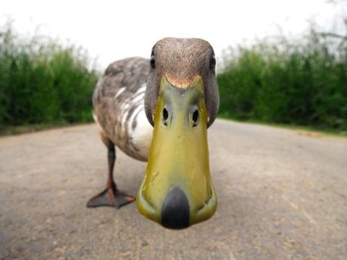 duck
