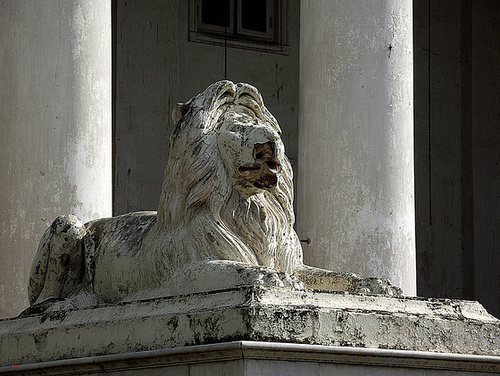 Ravaged lion