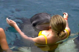 DolphinKiss_small2