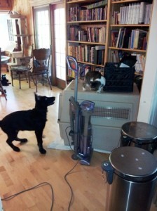 Black German Shepherd Dog puppy barking at small gray tabby on top of his dog crate