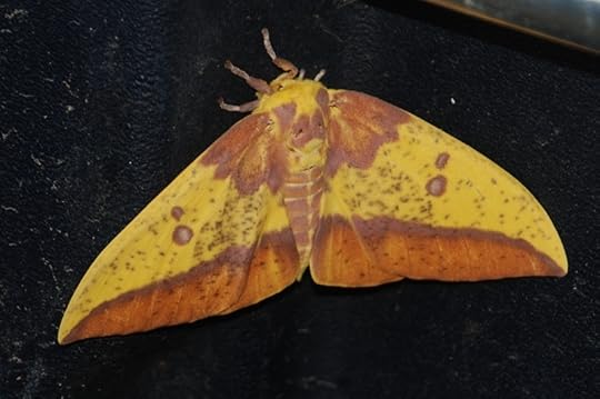 lg-resize_imperial-moth154