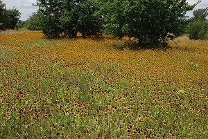 Near-meadow-coneflowers252