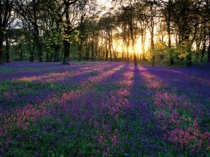 woods flowers sunrise