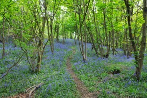 woods green flowers