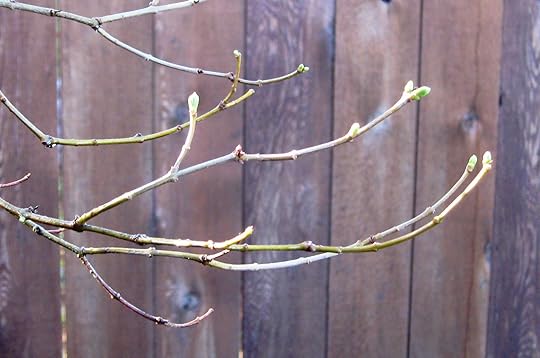 Lilac buds in our back yard, January 2013