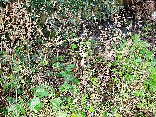 Lemon balm and ivy