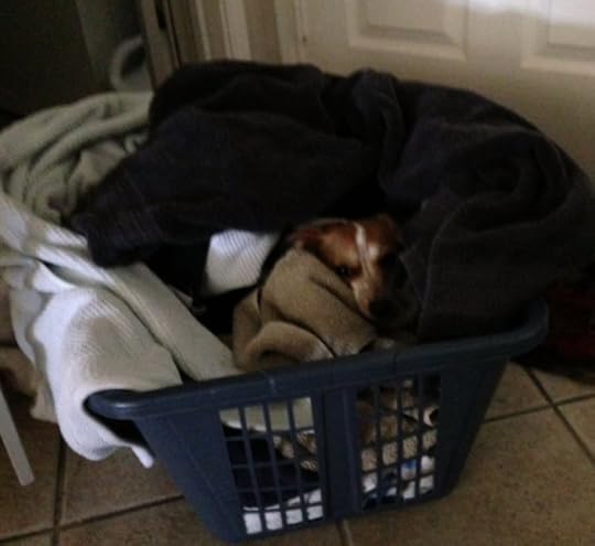 ...and the load of clean towels fresh out of the dryer.