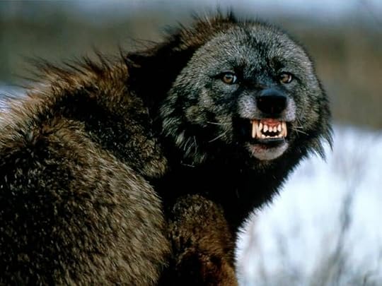 Wolf