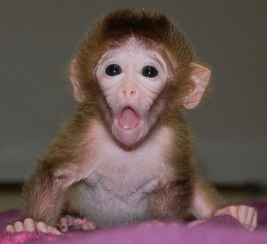 Chimera Monkey