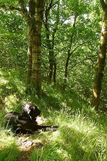 Under the trees