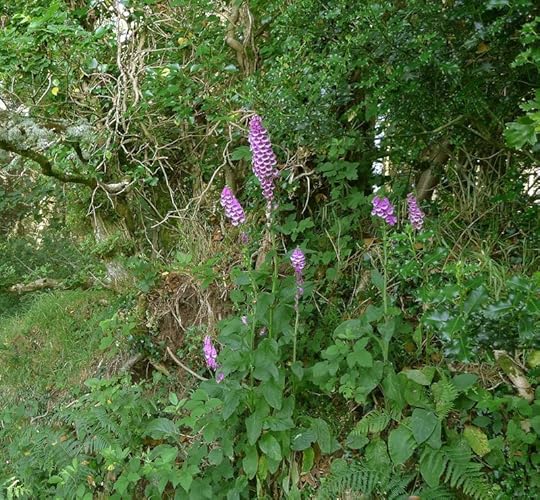 Wildflowers