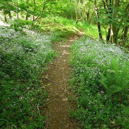 Woodland cranesbill