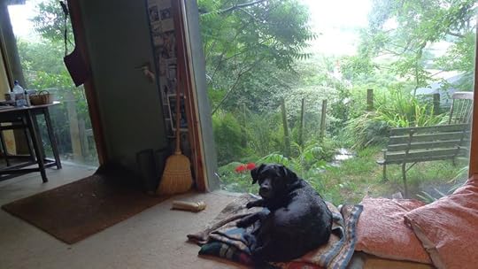 Wet dog