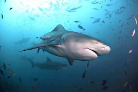 French island plans revenge killing ofl 45 bull sharks, like this one, and 45 tiger sharks (Photo: Alastair Pollock Photography/Getty)
