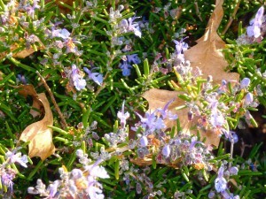 Rosemary in bloom.