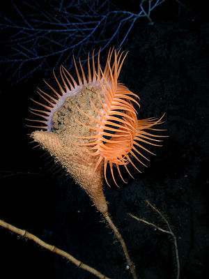 English: Venus flytrap anemone (Actinoscyphia ...