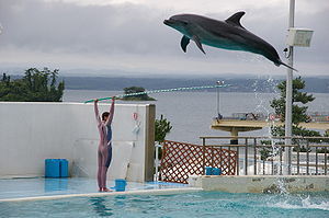 A bottlenose dolphin jumping at Notojima Aquar...