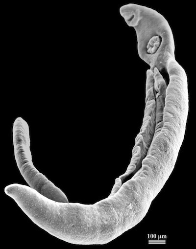Male and female blood flukes. Source: PLoS ONE 3(10): e3328. doi:10.1371/journal.pone.0003328