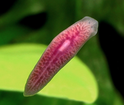 Free-living flatworm. Source: http://web.mit.edu/neuro/planaria.html
