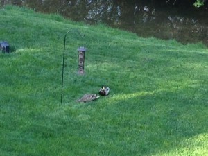 ducks have returned