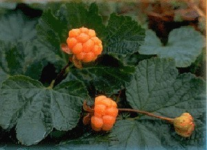 Cloudberry