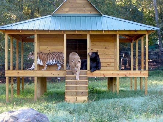 Lion, tiger, bear—oh, hi!
