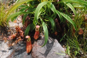 Carnivorous Pitcher Plants!