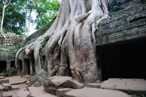 Ta Prohm, the Tomb Raider