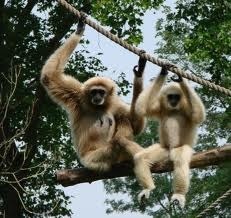Female gibbons. Image from Wikipedia as my camera is not that good.