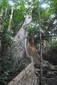 The amazing 600 year old tree