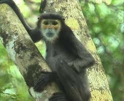 A black shanked douc
