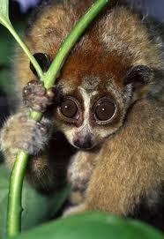 The pygmy loris