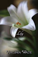 Lily by Virginia Wade