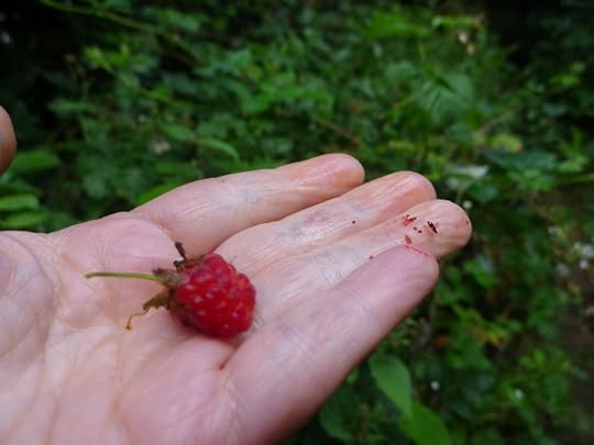 Rasberry